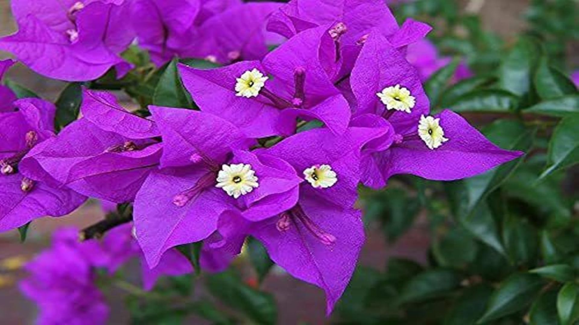 Bougainvillea