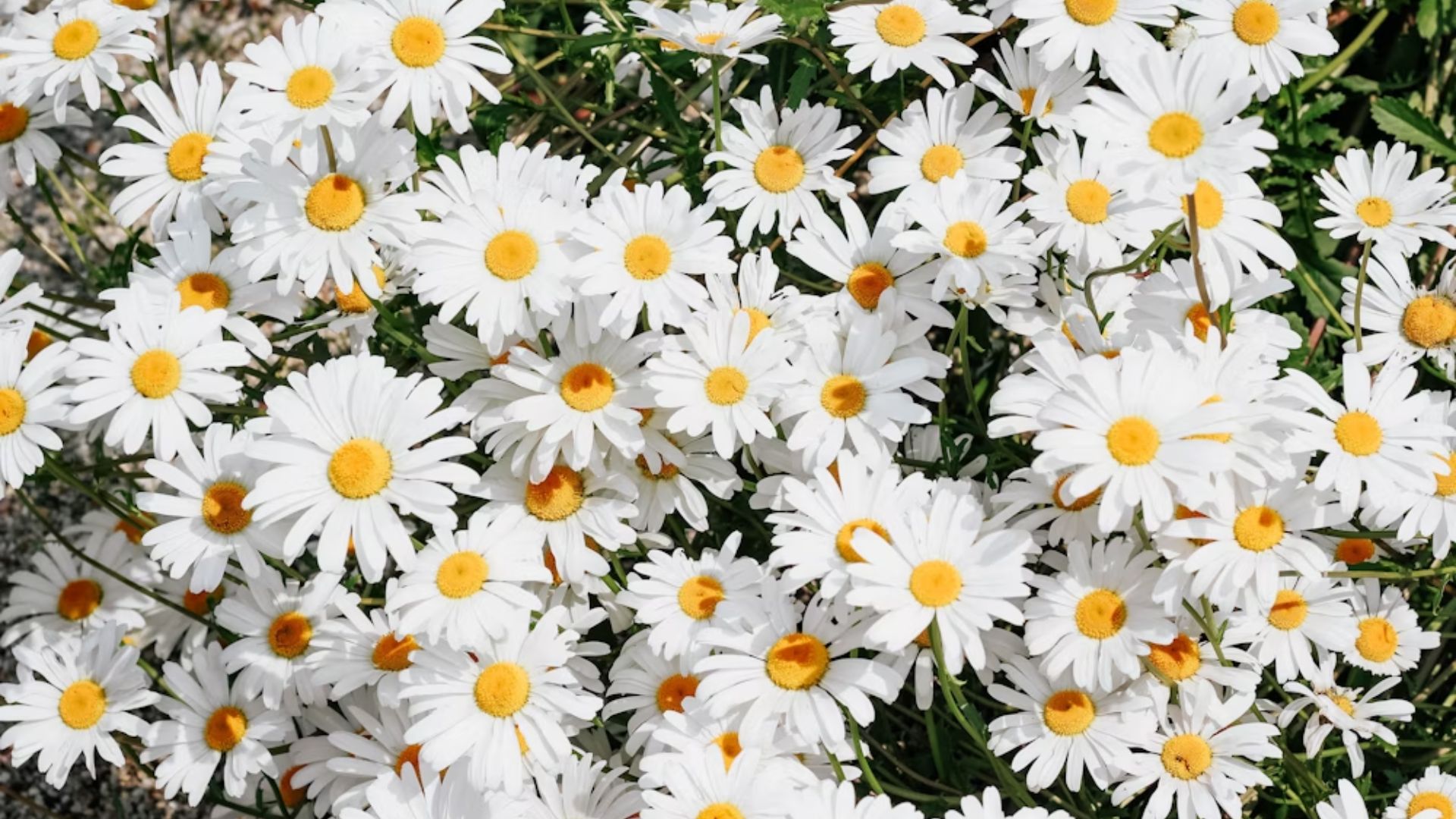 Daisies