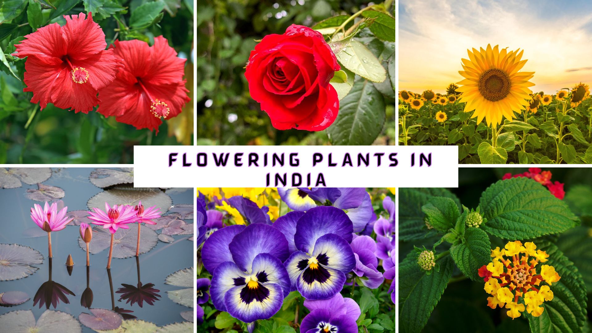 Flowering Plants in India