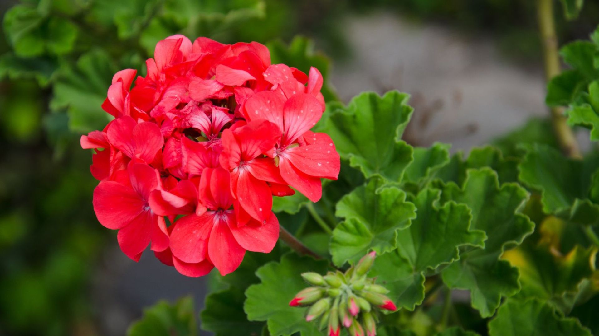 Geranium