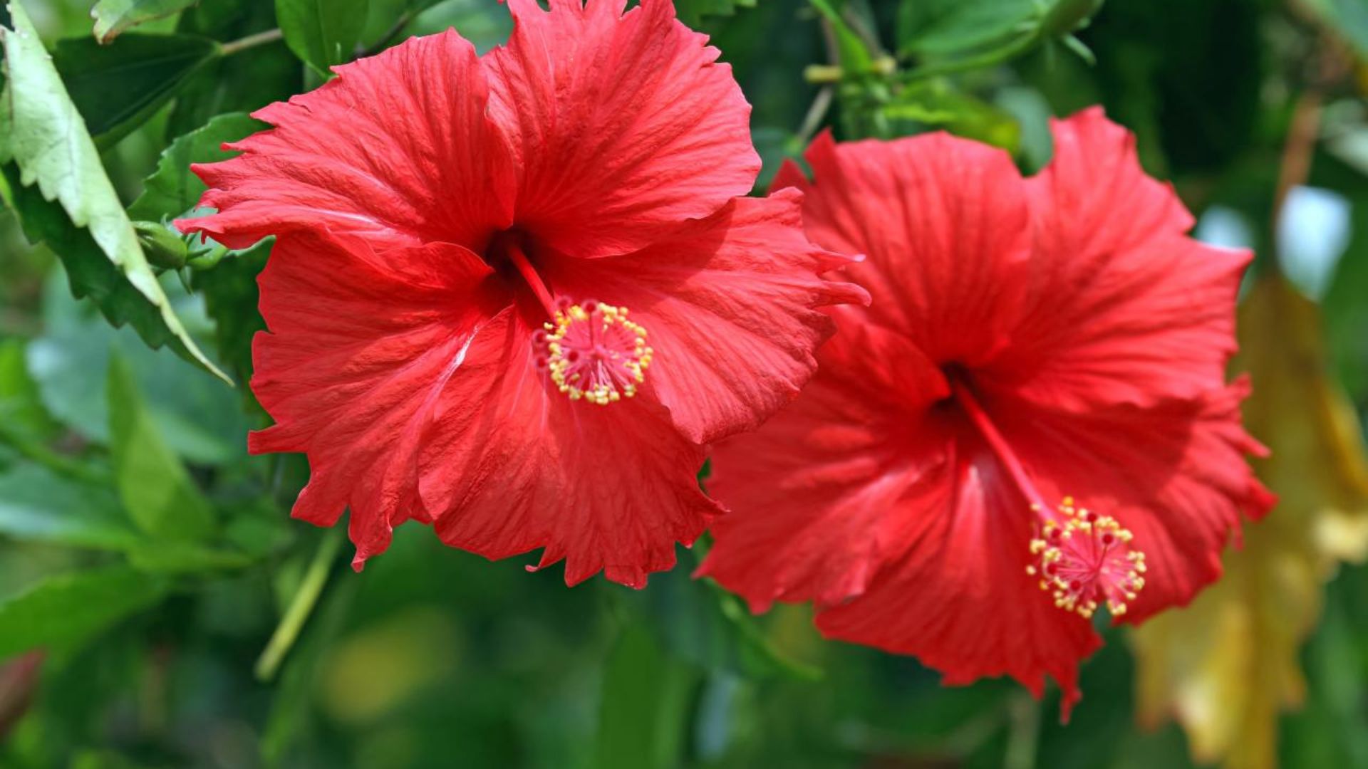 Hibiscus