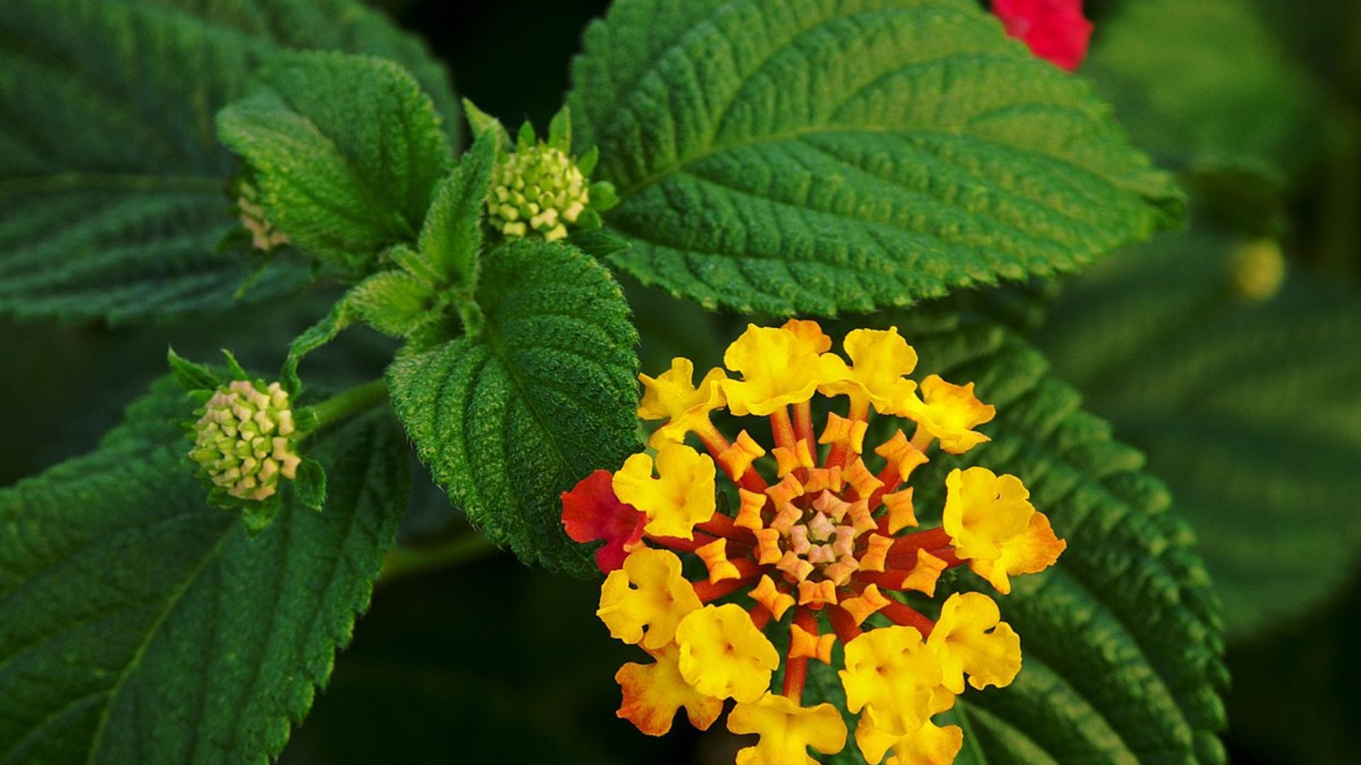 Lantana