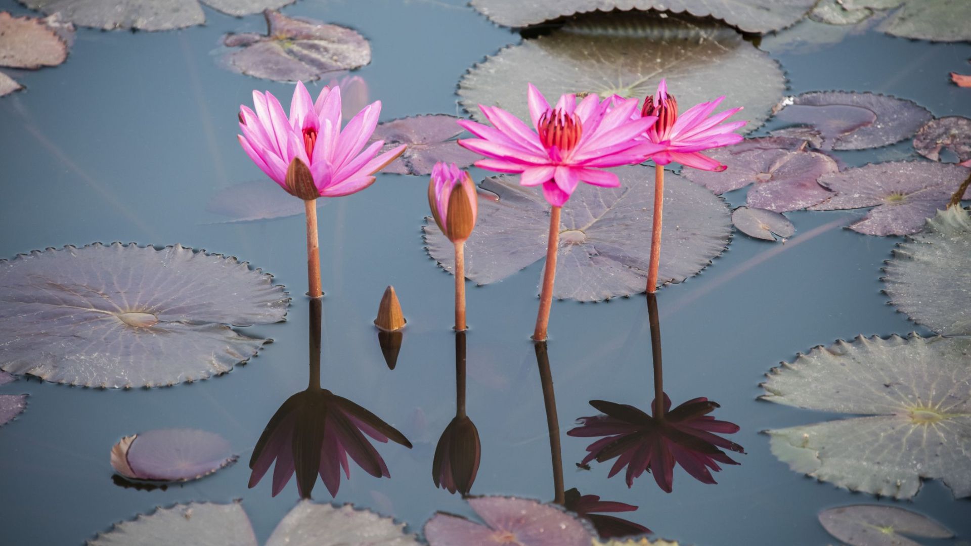 Lotus