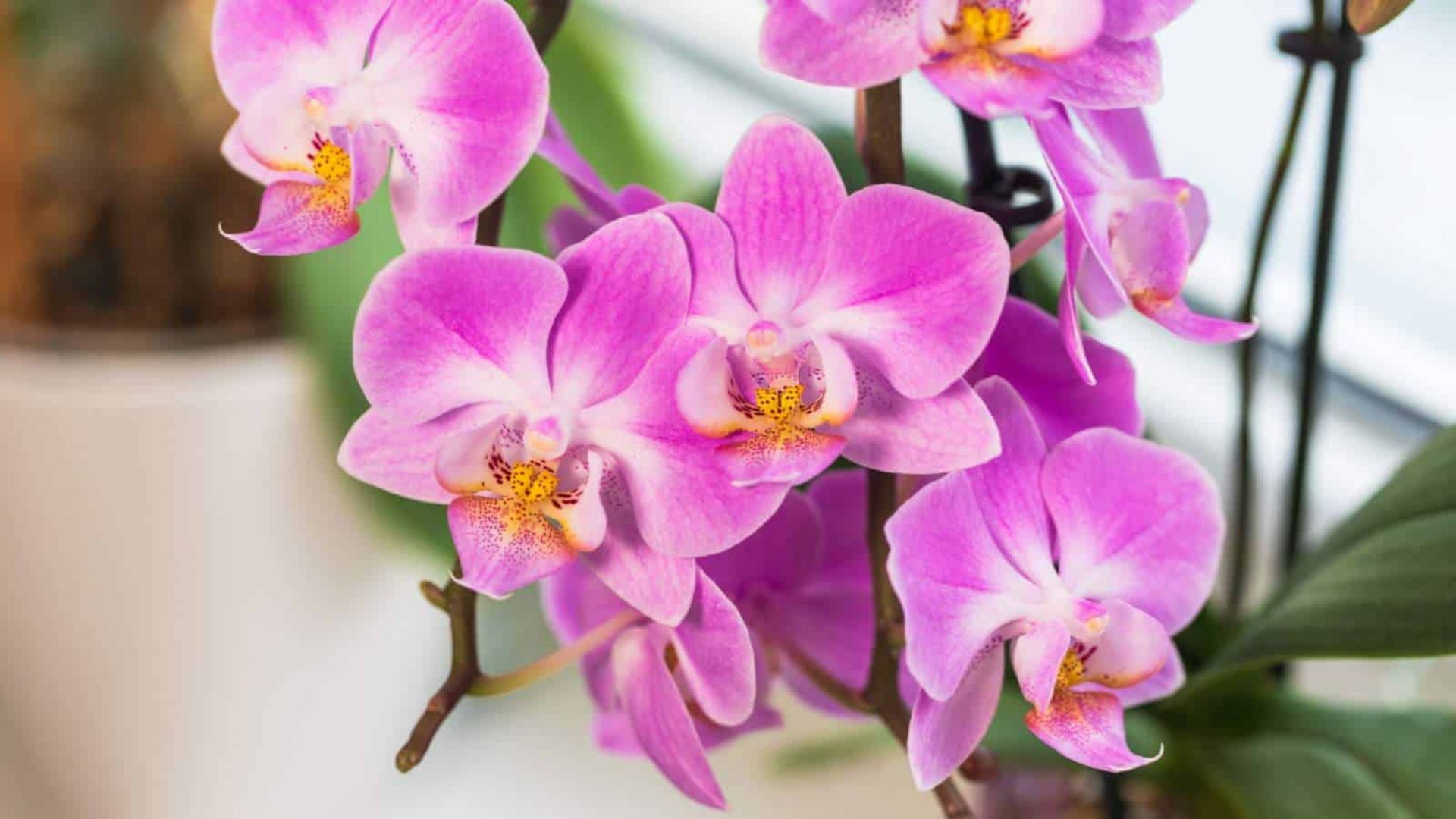 Orchids