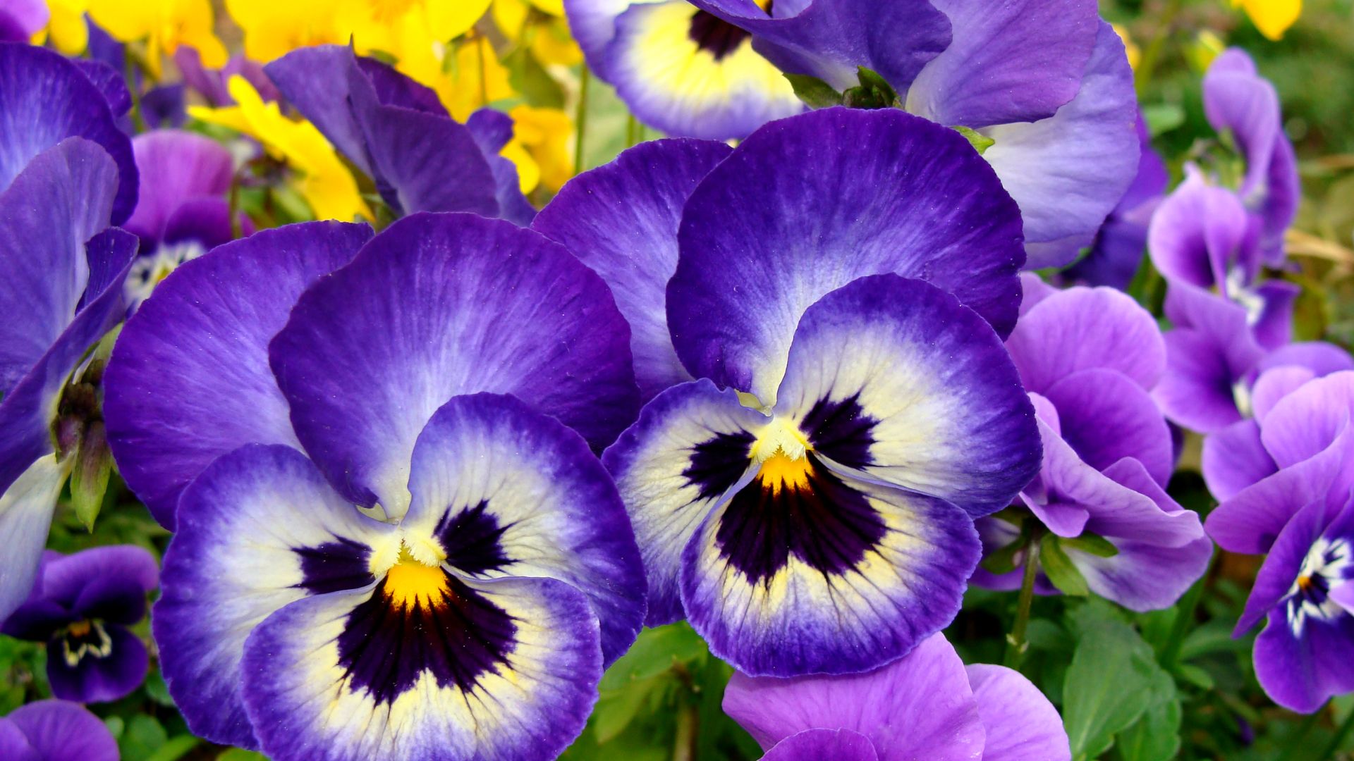 Pansies