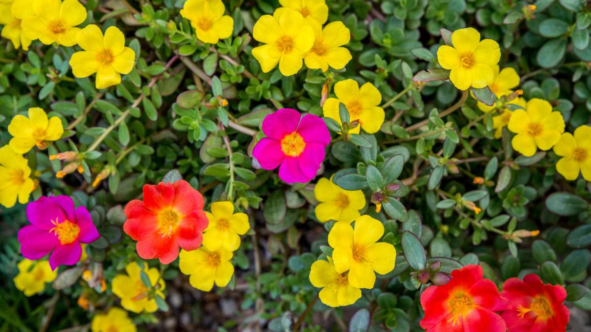 Portulaca