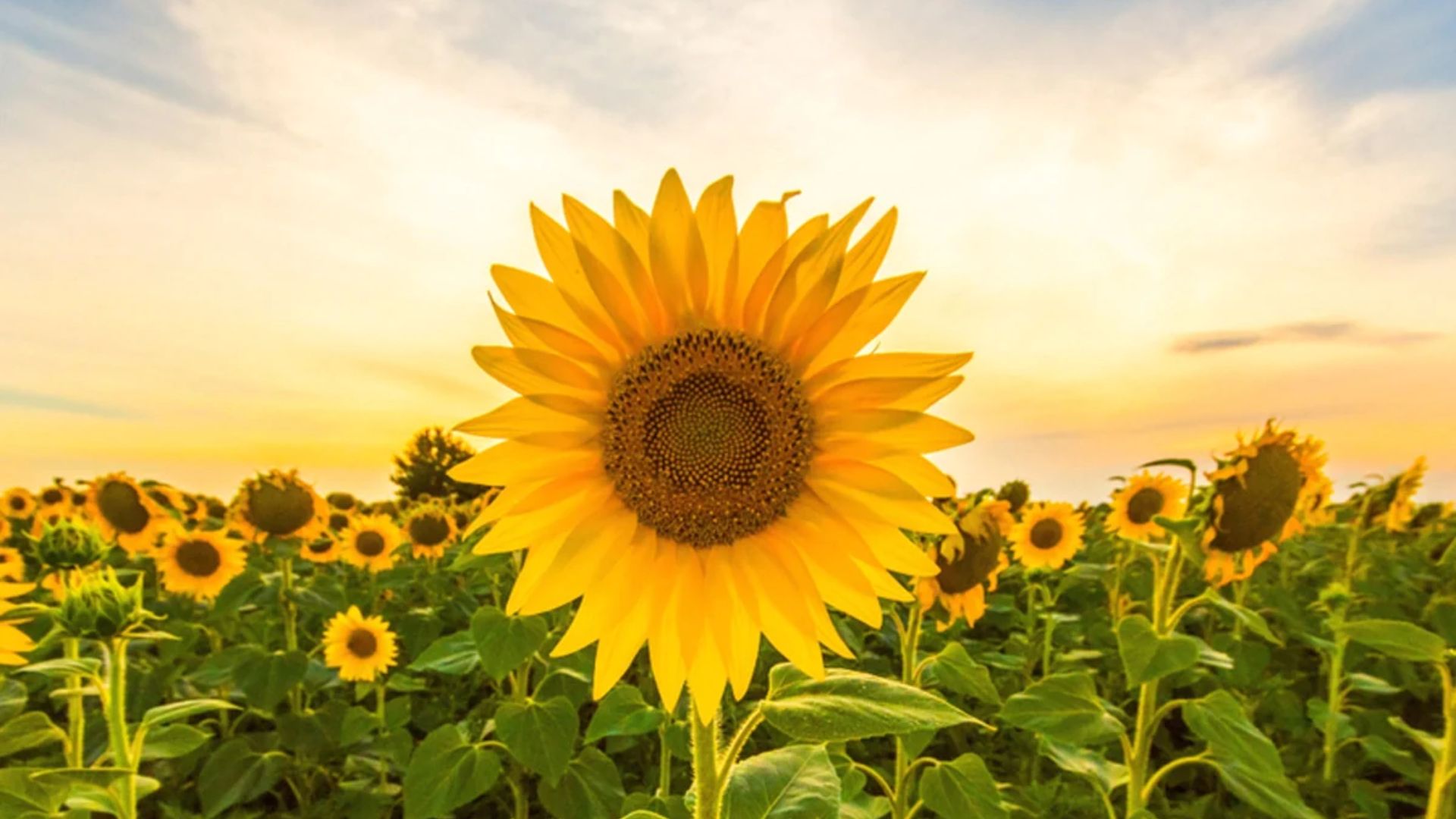 Sunflowers