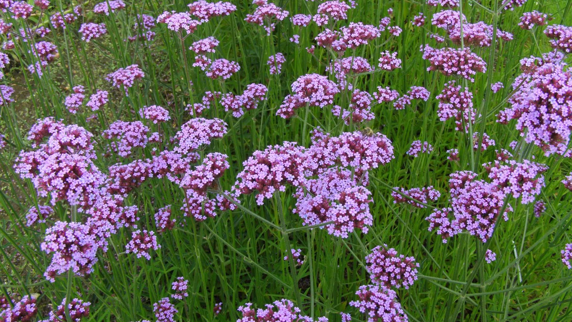 Verbena