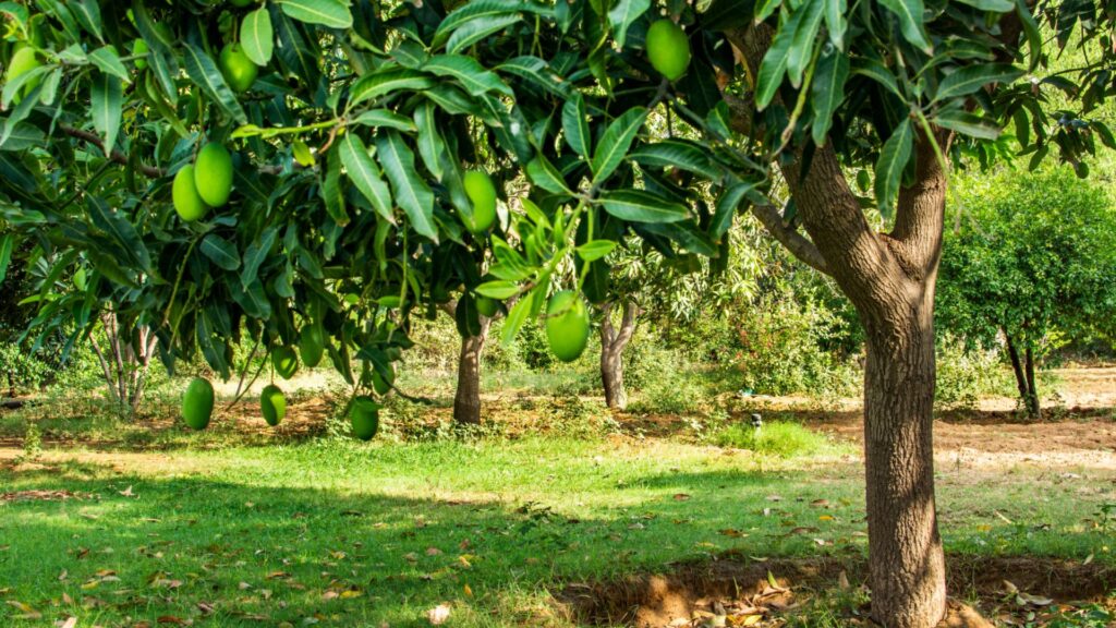 Mango Tree