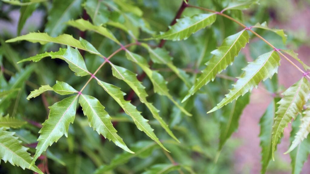 Neem Tree