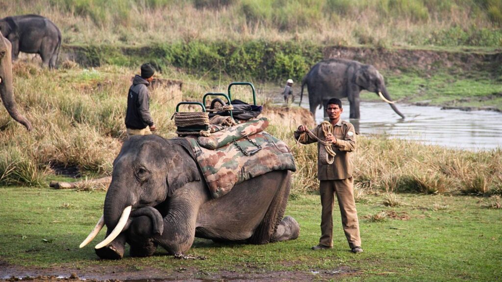 Elephant Safari in Kaziranga