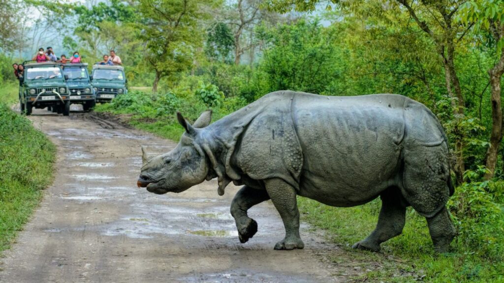 Jeep Safari in Kaziranga