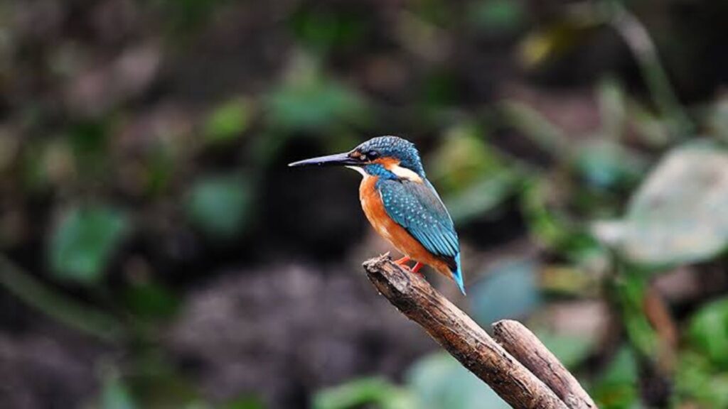 jaldapara Birdwatching