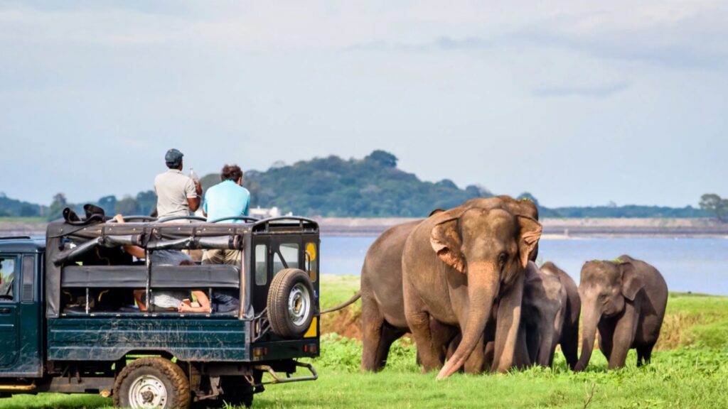 jeep safari in Jaldapara