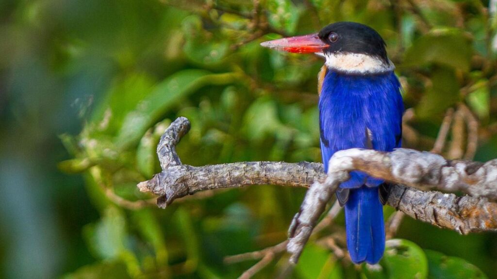 sundarban Go Birdwatching