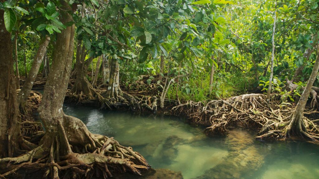 sunderban Mangrove Forests