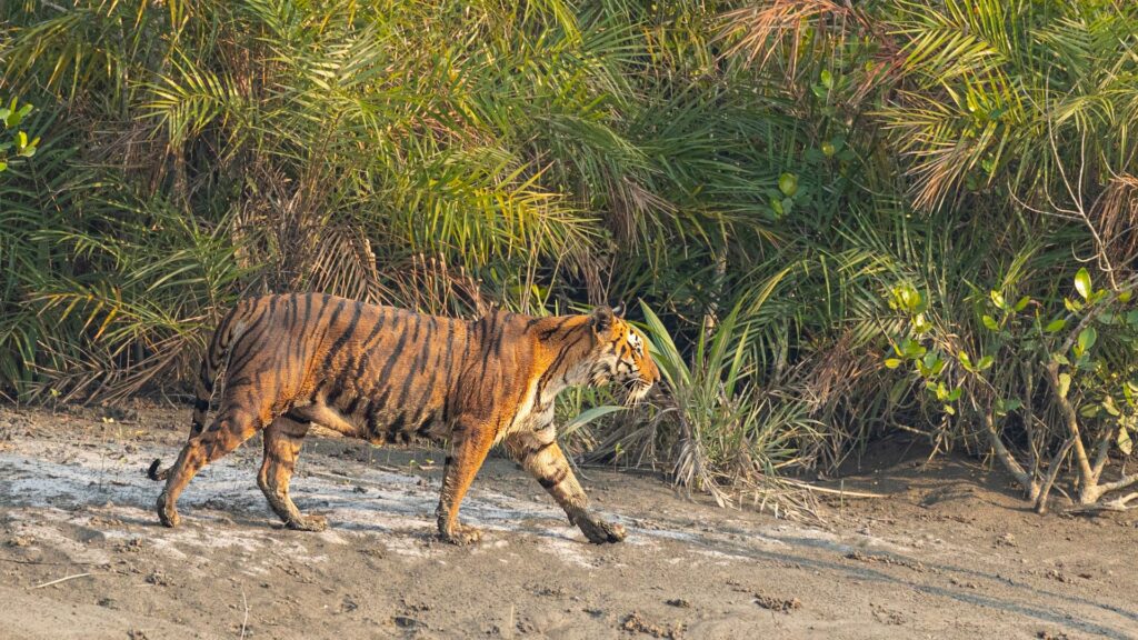 Sundarbans